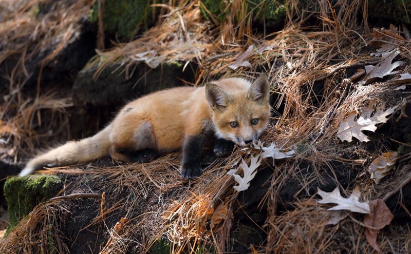 Мраморная лиса (Marble Fox)