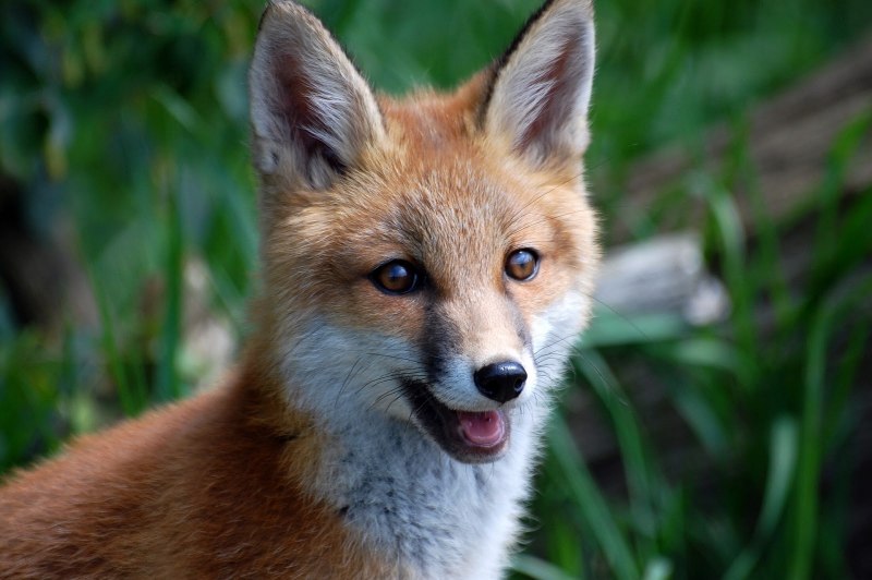 Мраморная лиса (Marble Fox)