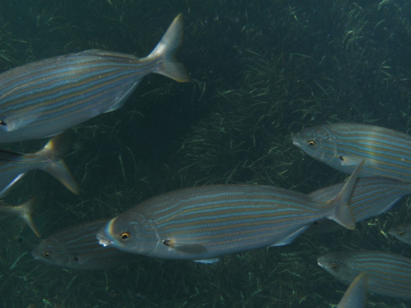 Андаманское море сальпы