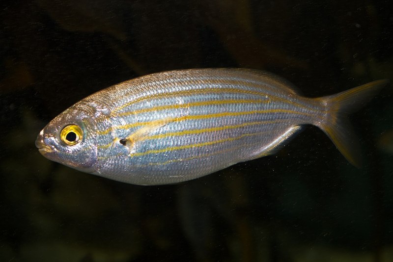 Siganus rivulatus