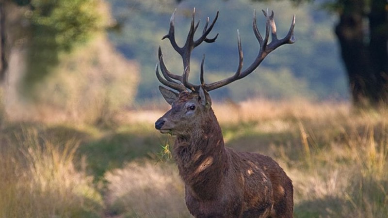 Благородный олень (Cervus elaphus)