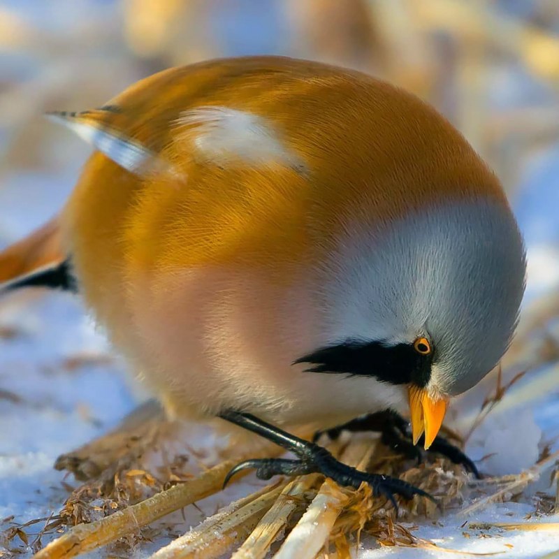 Вид синица усатая – Panurus biarmicus