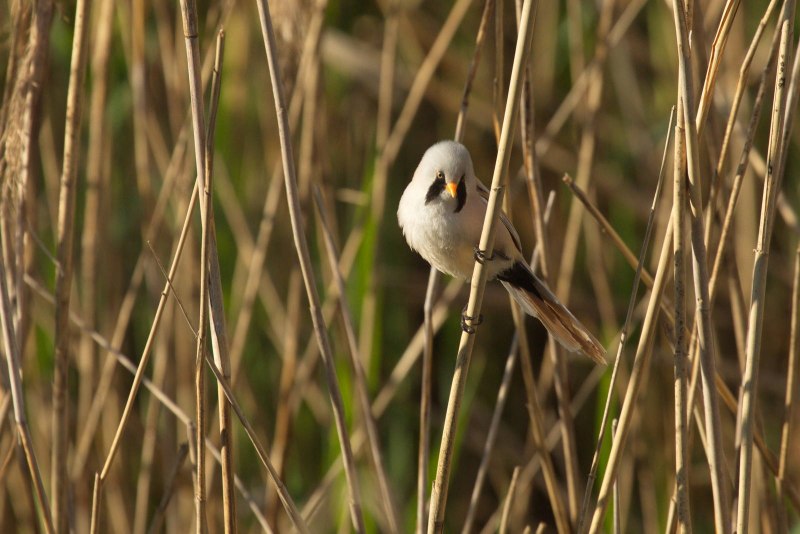 Panurus biarmicus