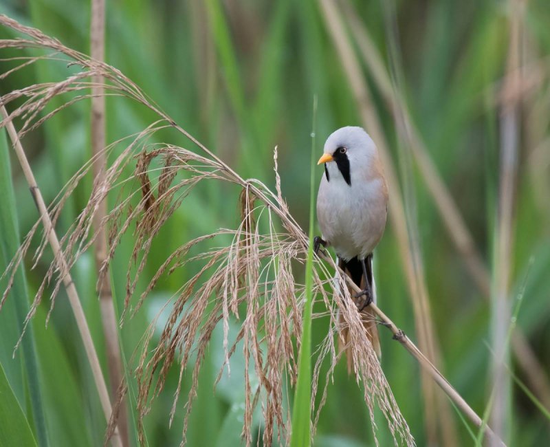 Panurus biarmicus птица