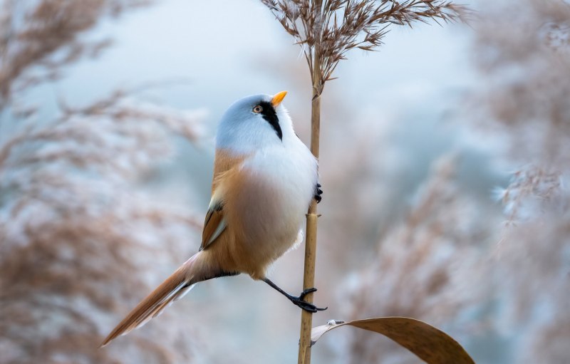 Panurus biarmicus