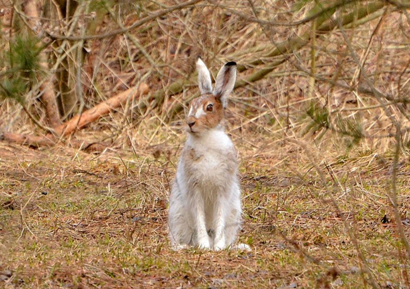 Oryctolagus cuniculus белый