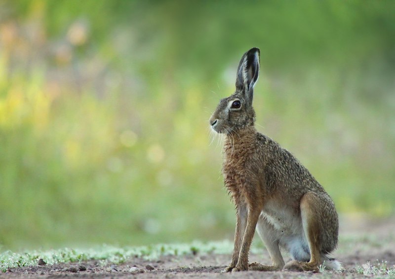 Степной кролик Sylvilagus audubonii