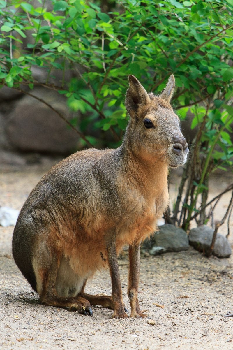 Антилоповый заяц (Lepus alleni)