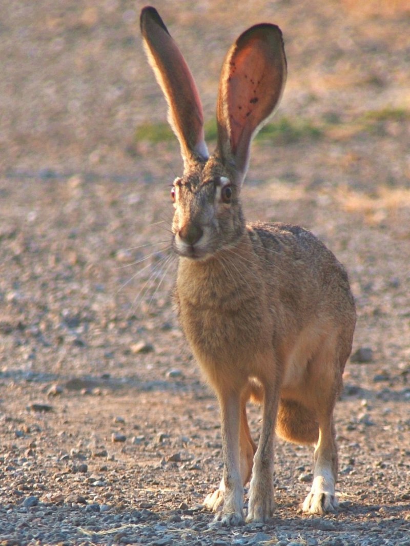 Poelagus Marjorita