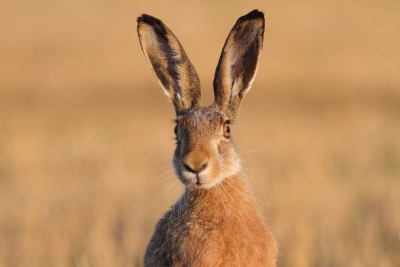 Funny Happy Rabbit