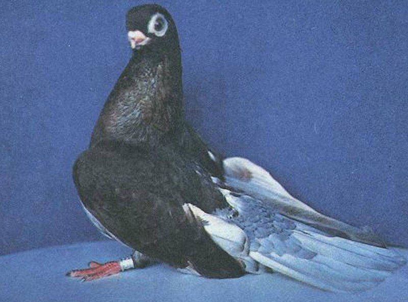 Павлиний голубь птенец