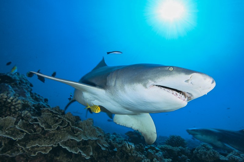 Negaprion acutidens