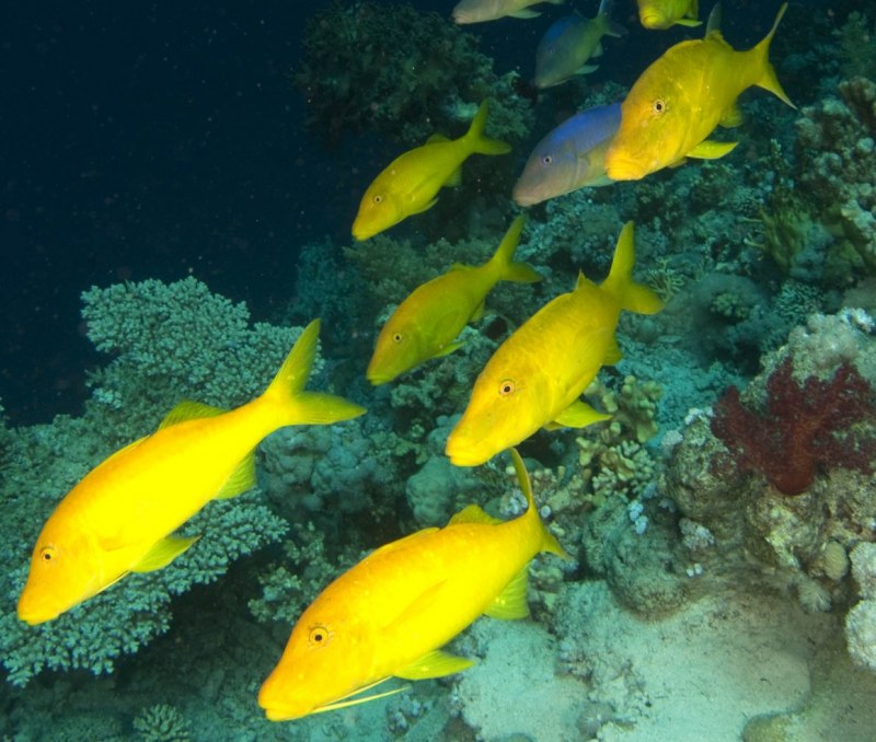Stegostoma fasciatum