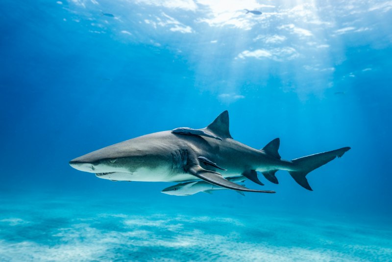 Черноперая рифовая акула Carcharhinus melanopterus