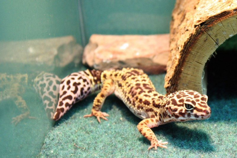 Gecko m113102111
