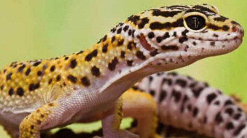 Leopard Gecko