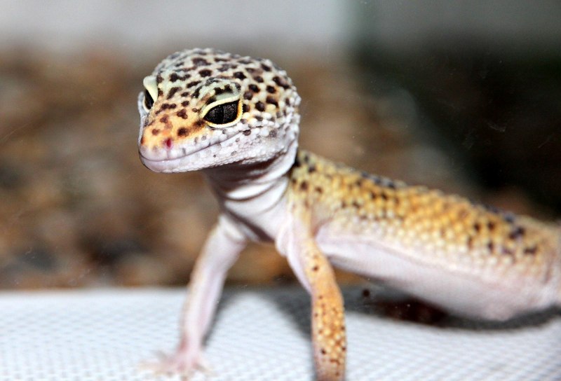 Геккон Королевский (Gekko monarchus)