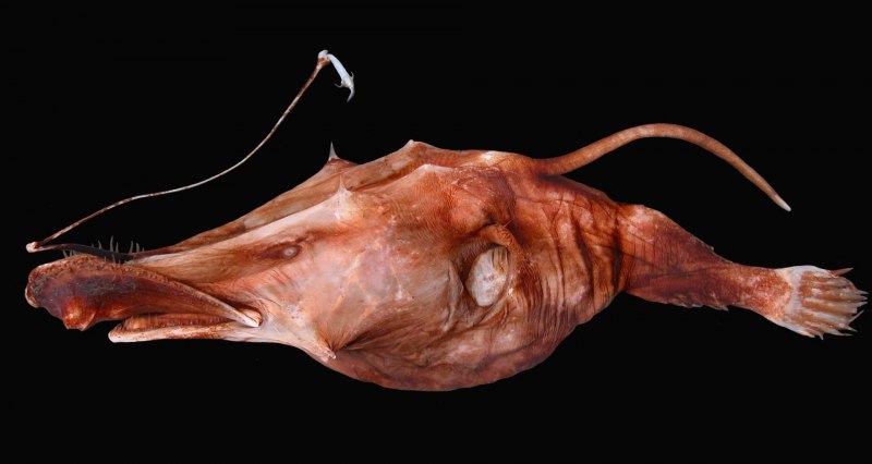 Страшный Рыбак Lasiognathus dinema