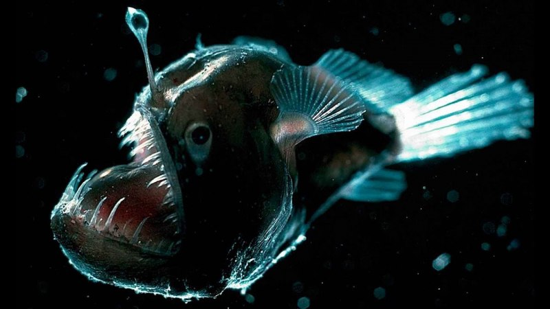 Морской черт удильщик