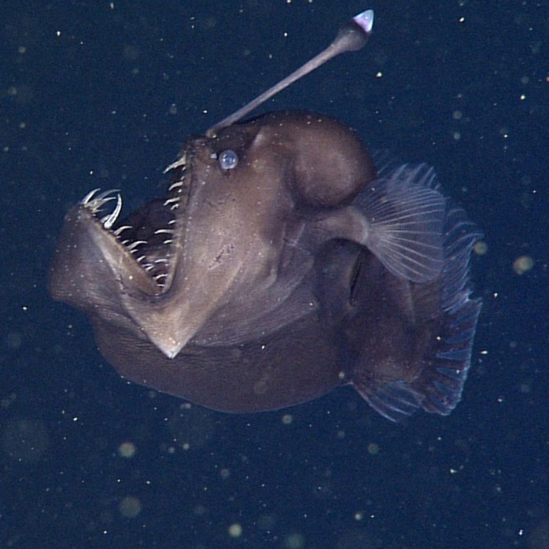 Lasiognathus amphirhamphus
