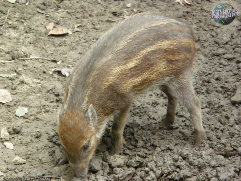 Бородатая свинья sus barbatus