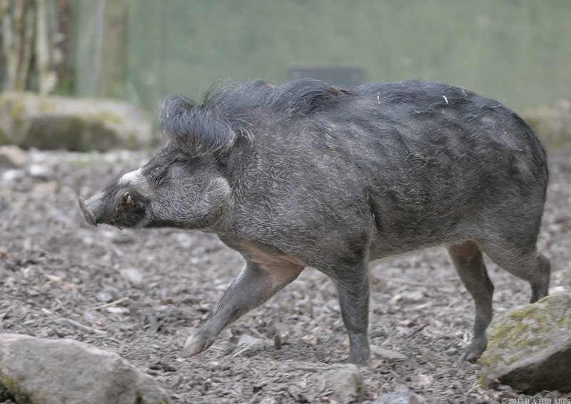 Visayan warty Pig