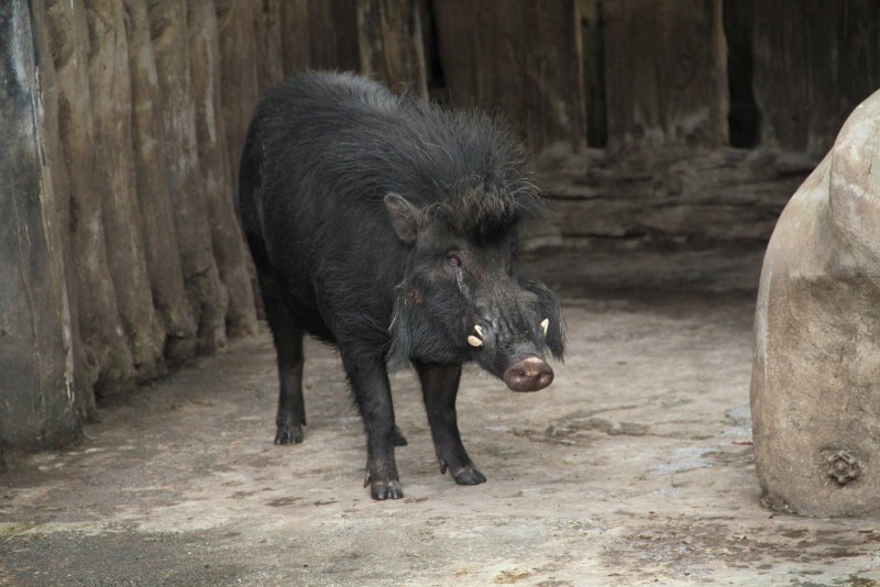 Visayan warty Pig