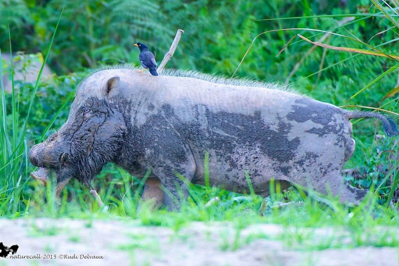 Visayan warty Pig