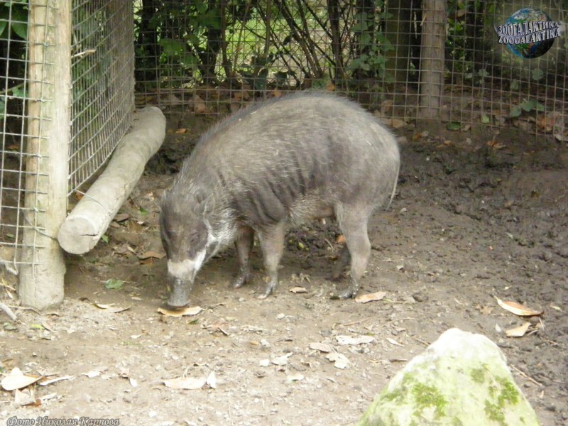 Warty Pig
