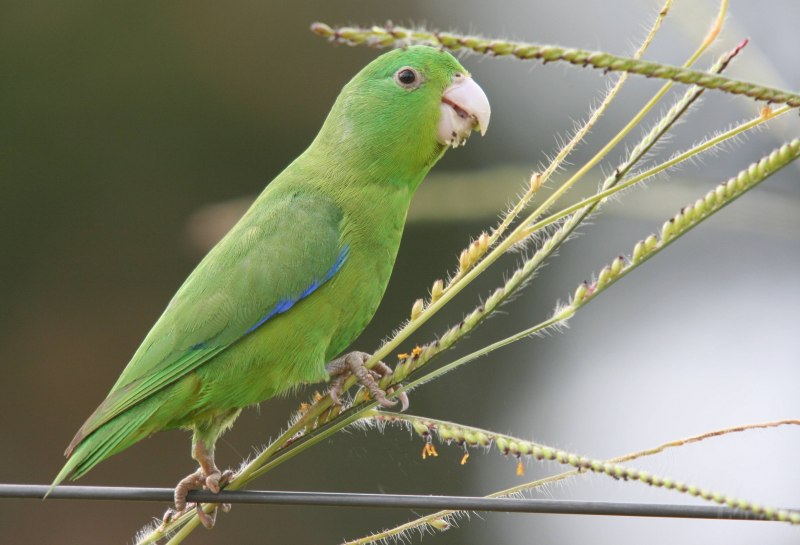 Forpus xanthopterygius