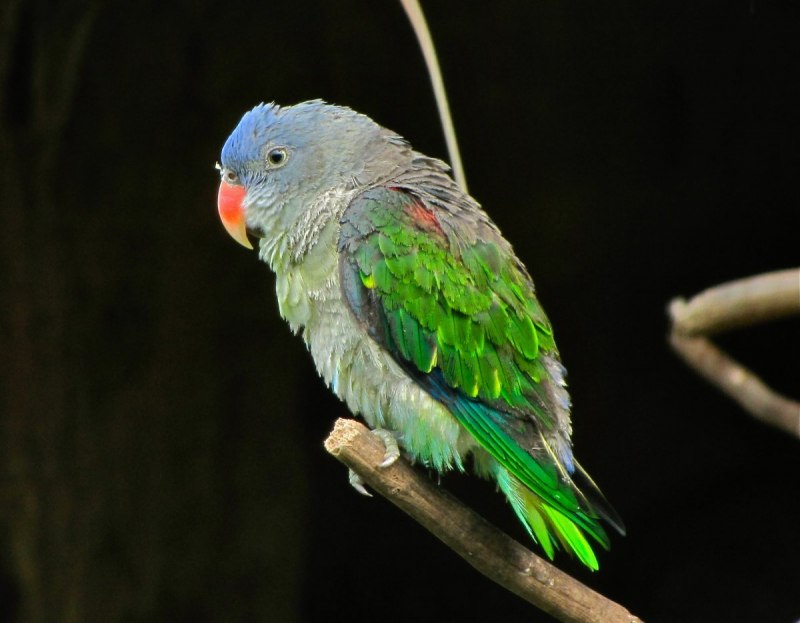Forpus cyanopygius