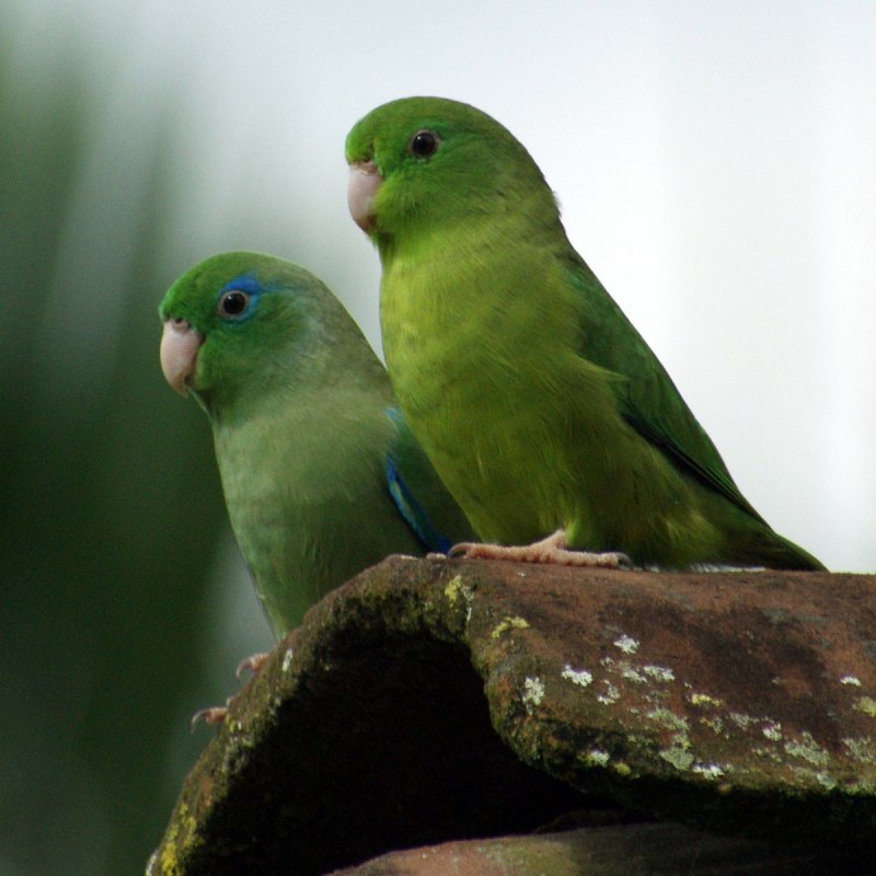 Parrotlet Pacific Blue