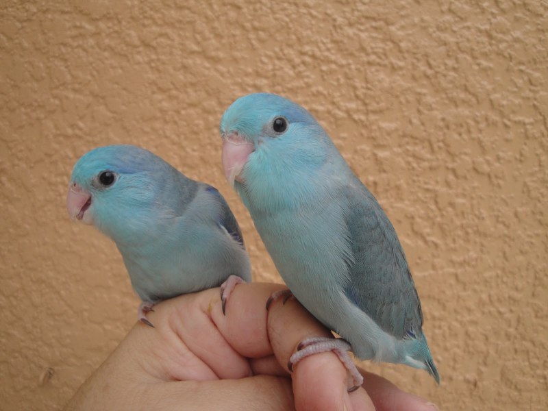 Pionus menstruus
