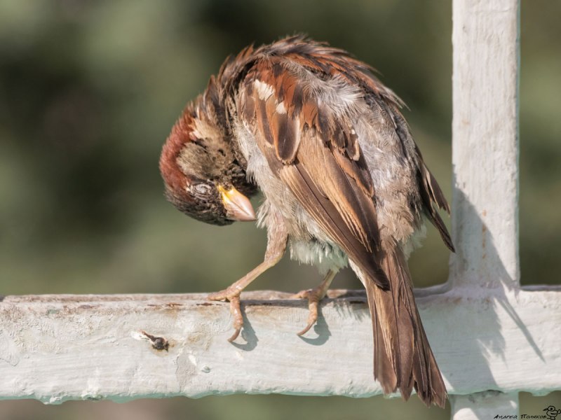 Forpus xanthopterygius