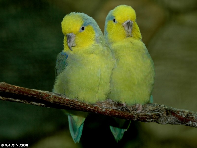 Forpus Coelestis Blue