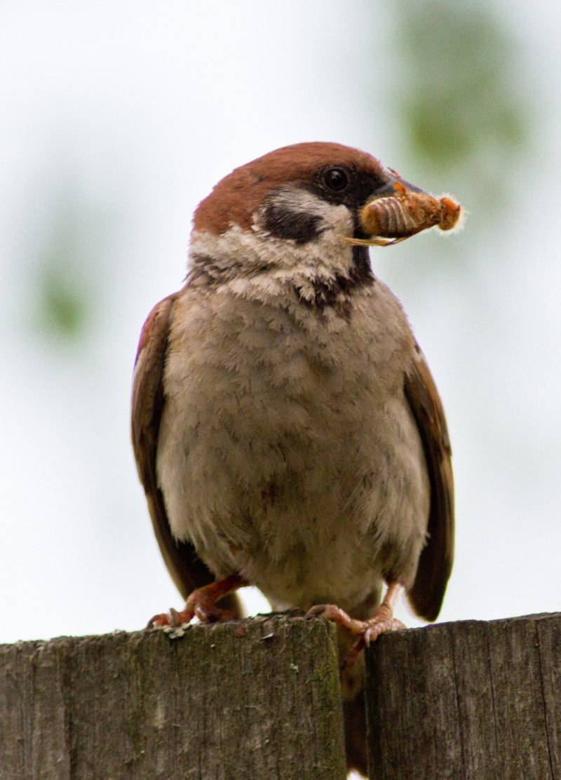 Stalba i Bird