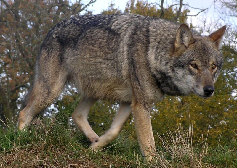 Yaqi Timber Wolf