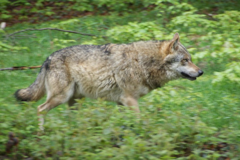 Canis Lupus baileyi furry