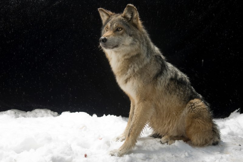 Wolf Cub прическа