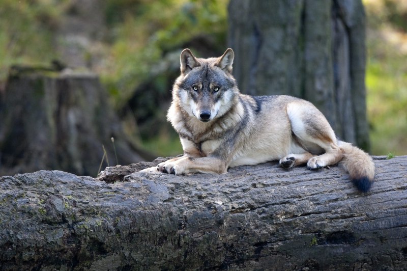 A Wolf staring at the Chip