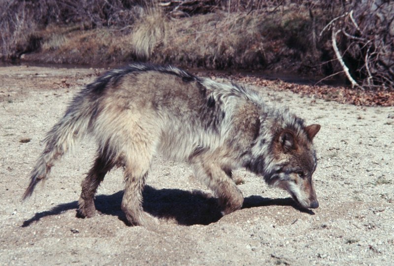 Ground Wolf