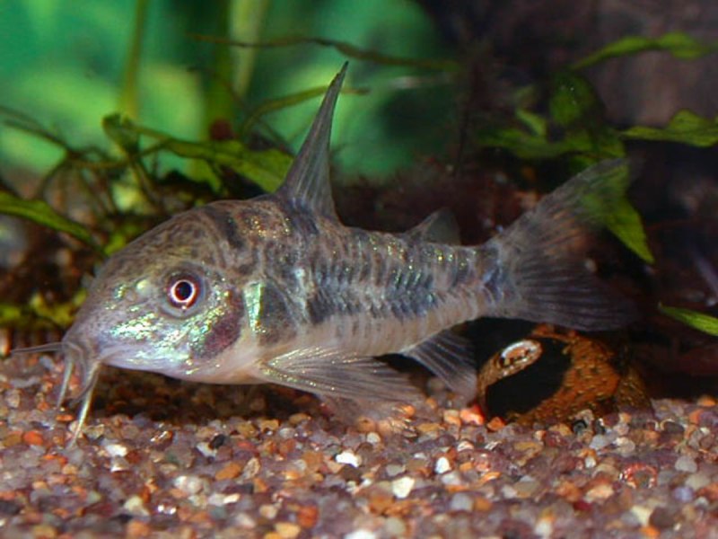 Corydoras Барбатус