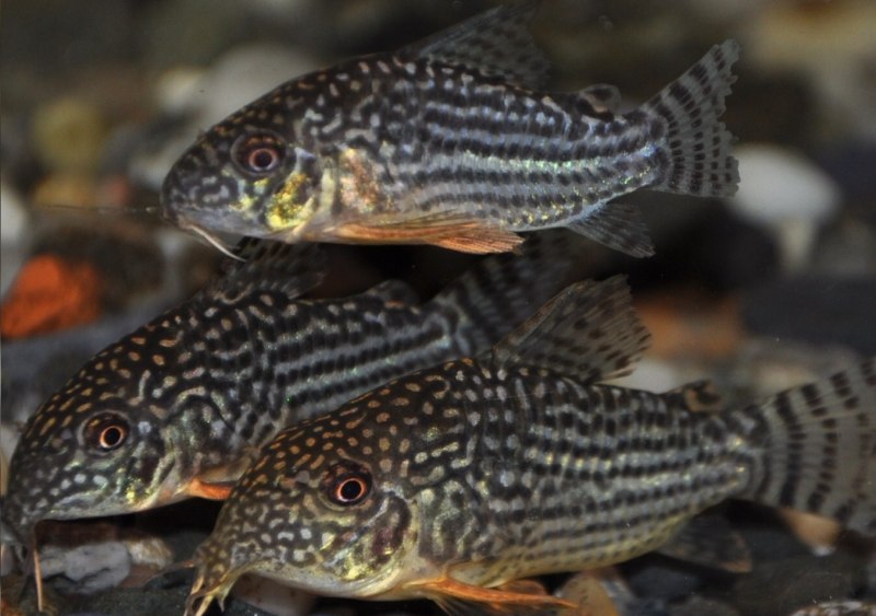 Corydoras c141