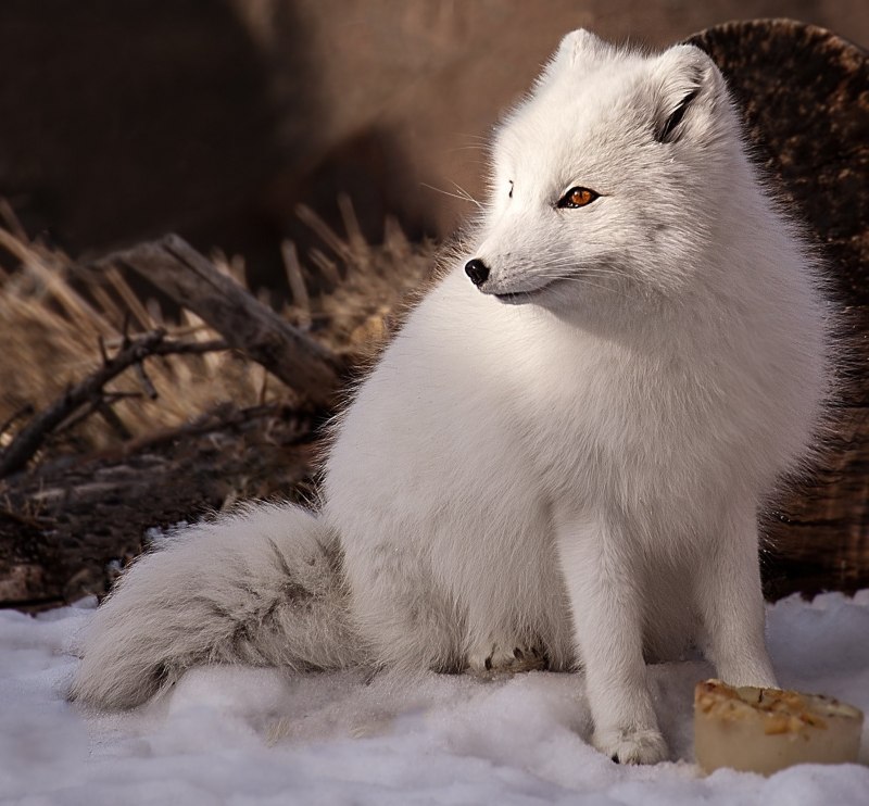 Берингийский песец (Alopex lagopus)