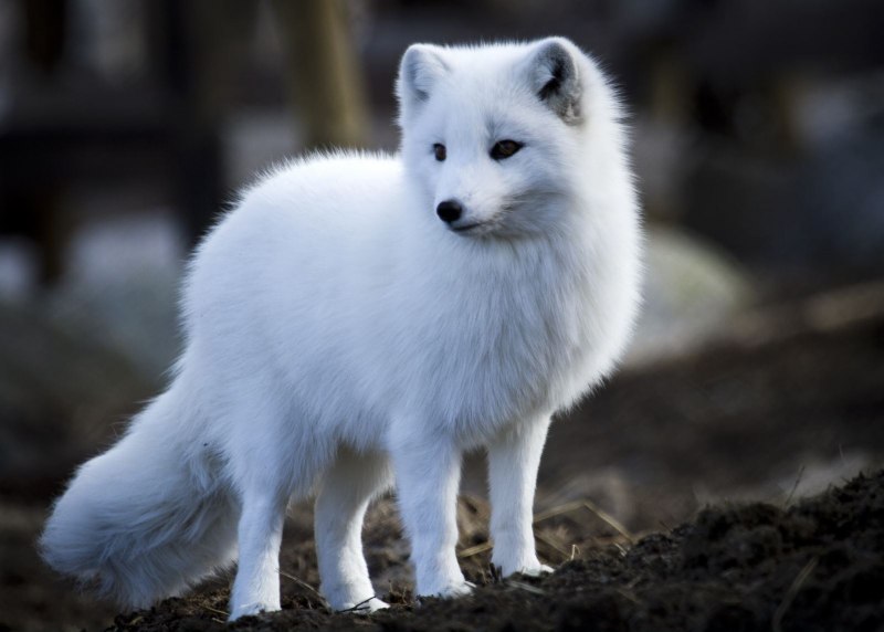 Песец (Alopex lagopus)