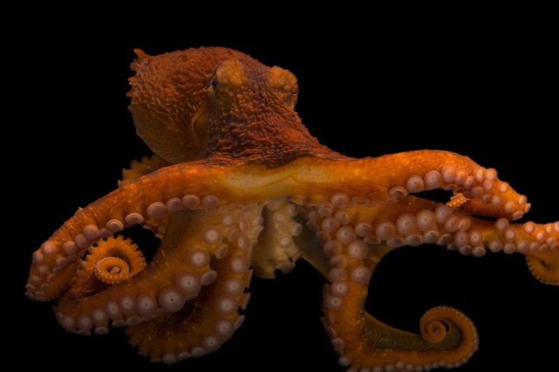 Giant Octopus Plush