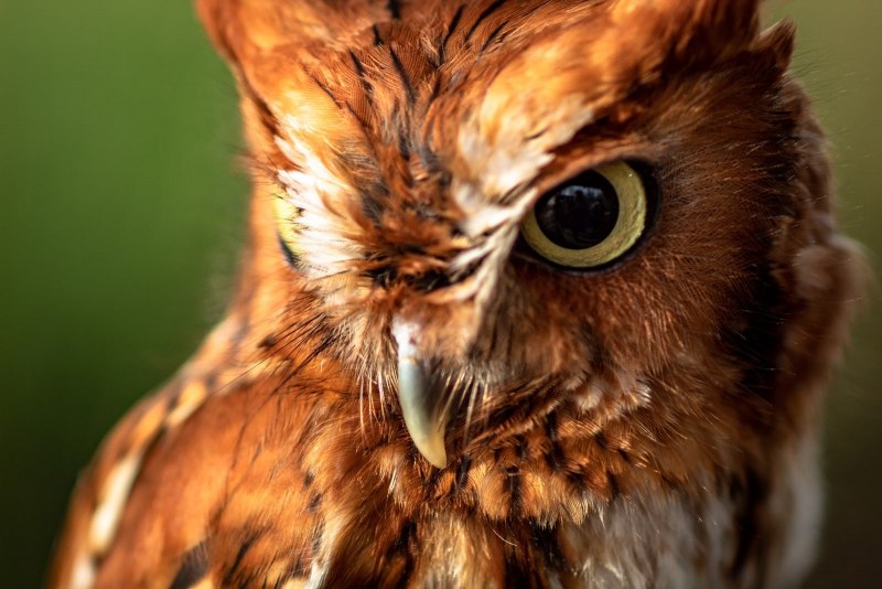Eastern Screech Owl