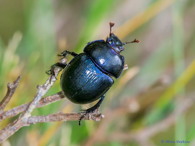 Урал dor-Beetle