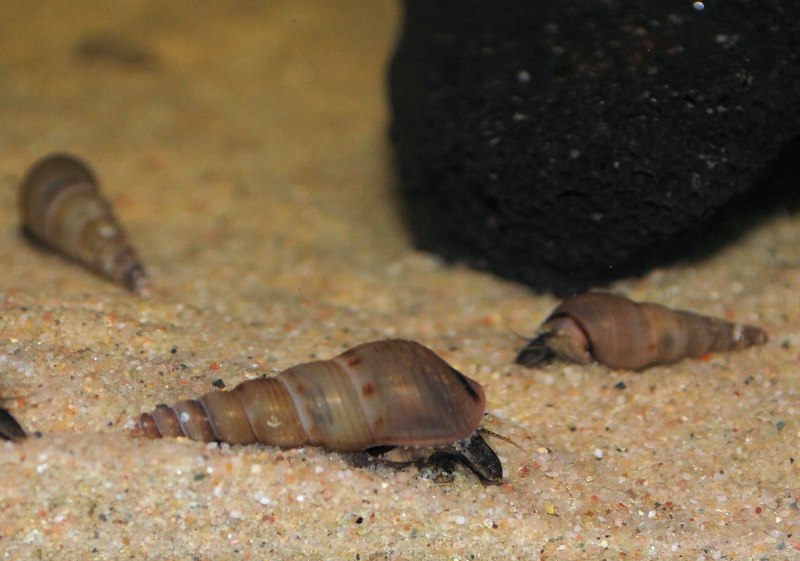 Улитка melanoides tuberculata