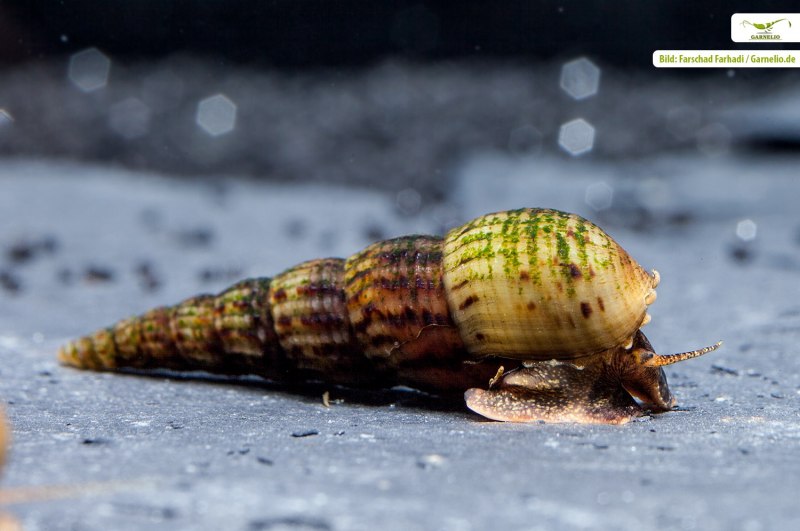Мелания Песчаная (tuberculata)